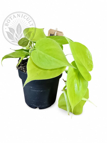 Philodendron Lemon Lime Scandens