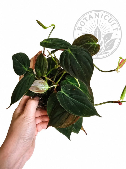 Philodendron Micans
