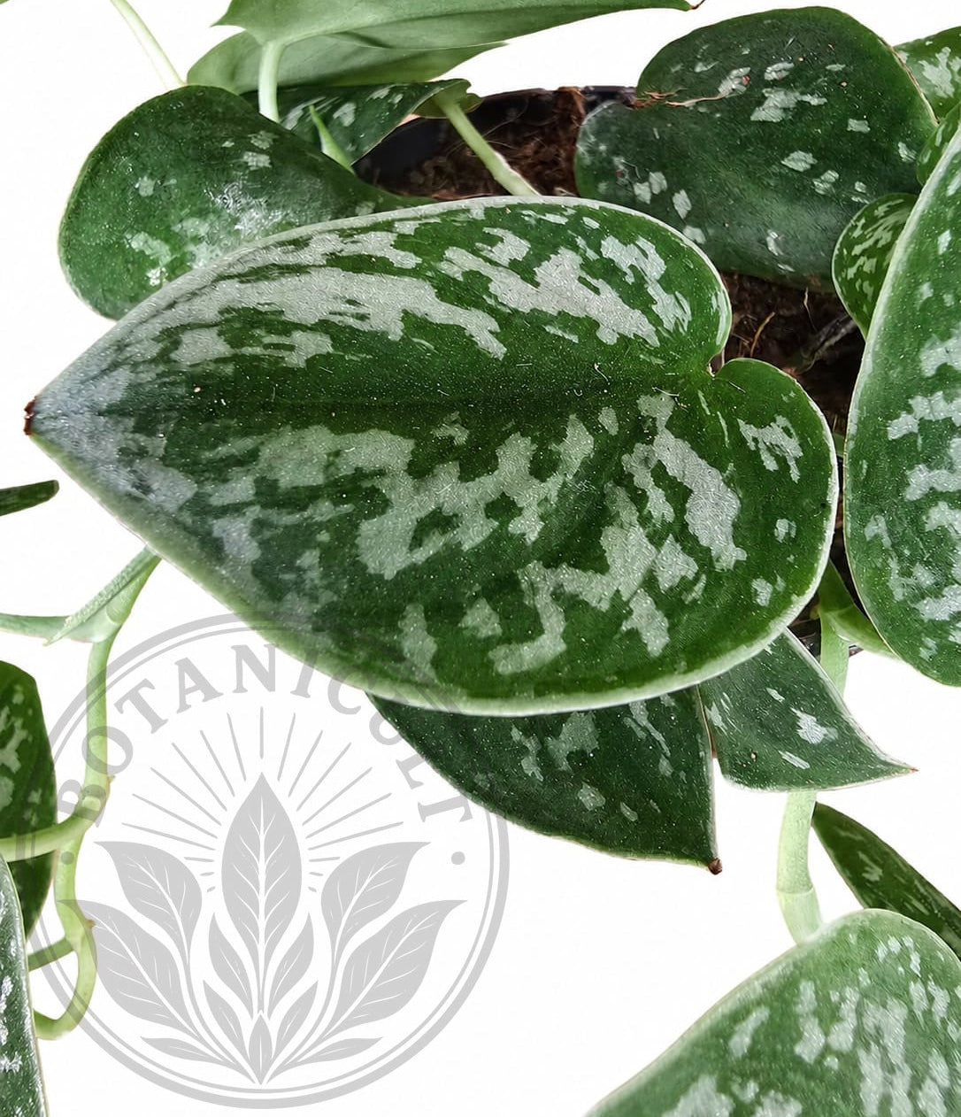 Scindapsus Pictus Argyraeus