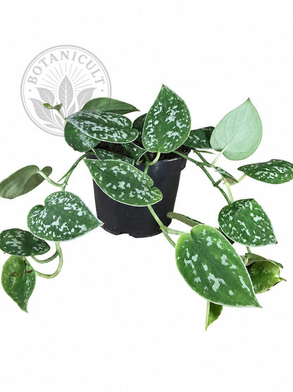 Scindapsus Pictus Argyraeus