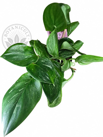 Scindapsus 'Rubicon'