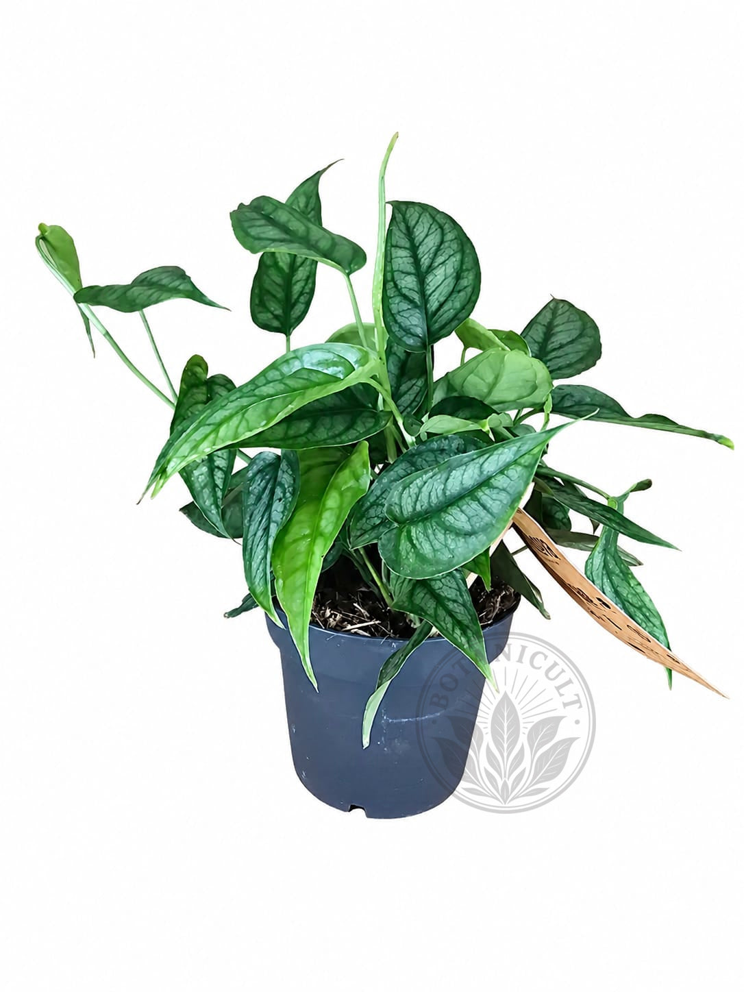 Monstera Siltepecana