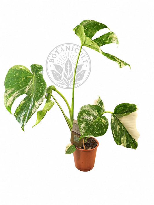 Monstera Thai Constellation Medium