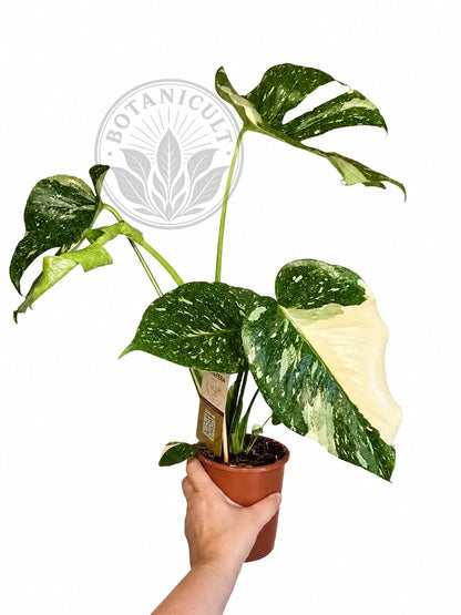 Monstera Thai Constellation Medium