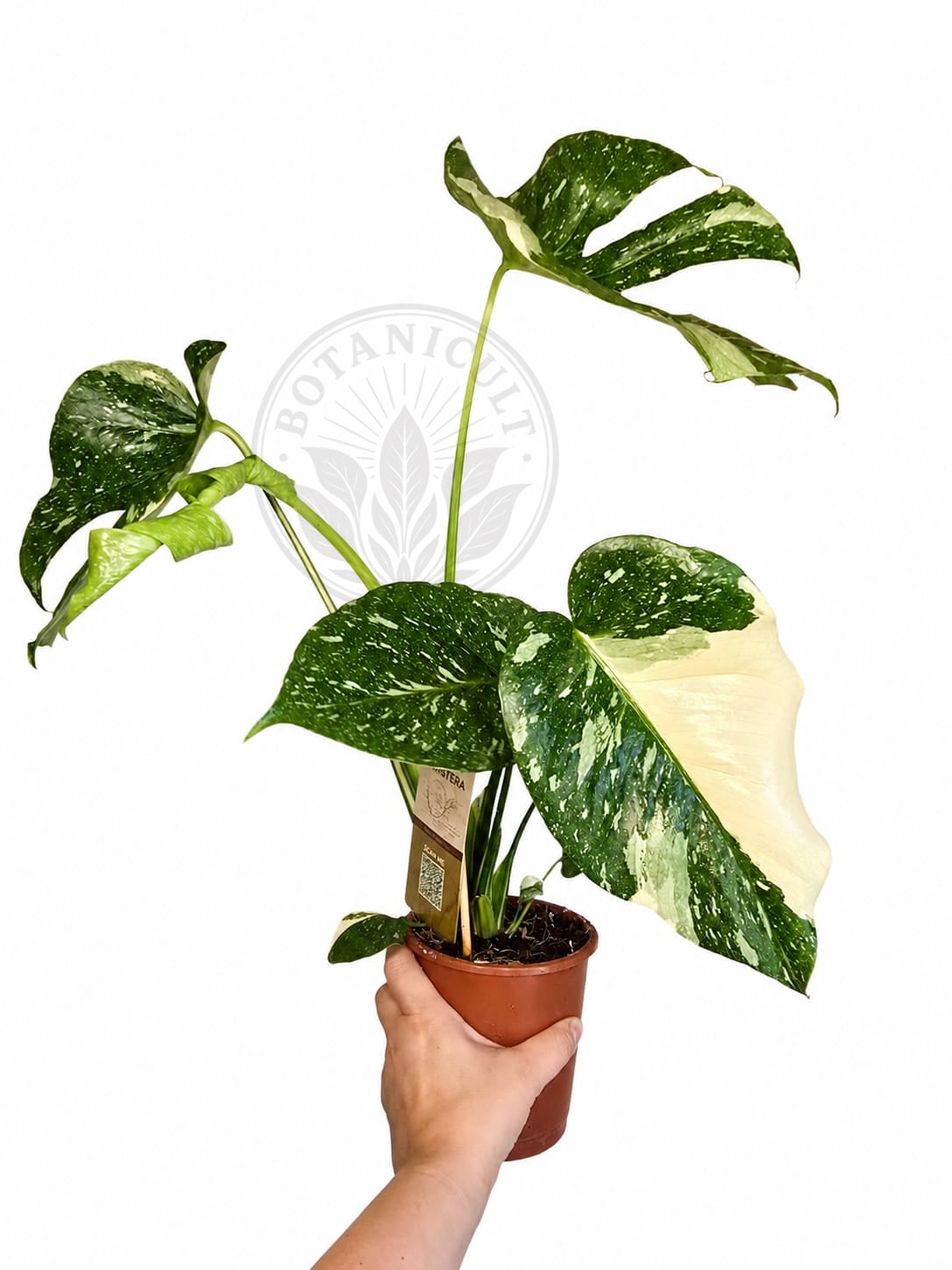 Monstera Thai Constellation Medium