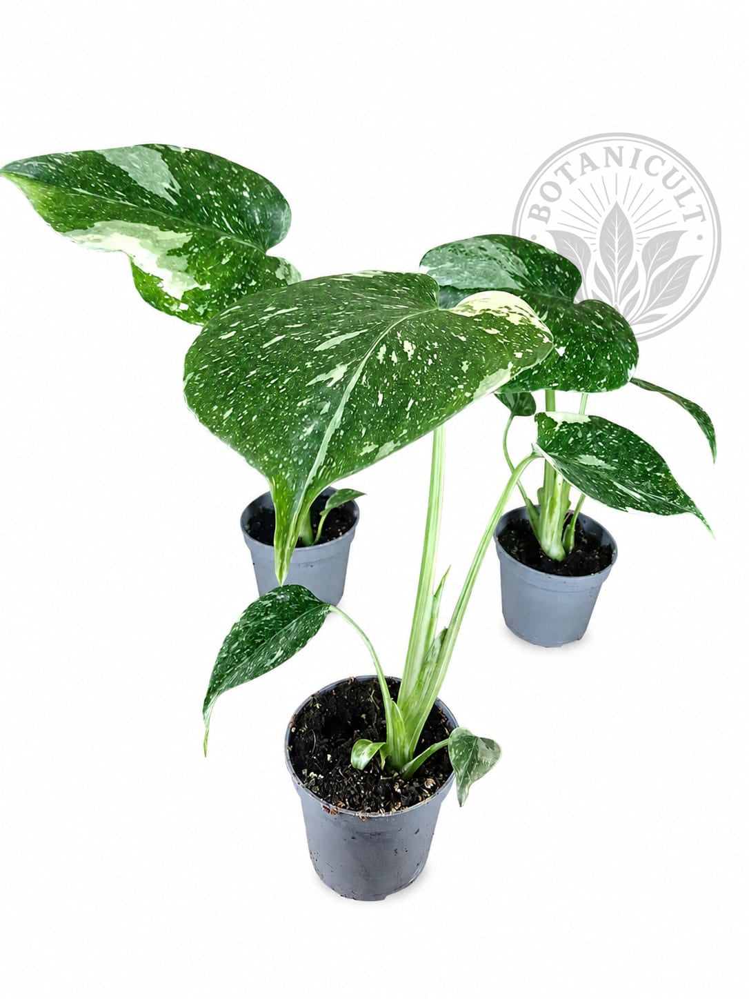 Monstera Thai Constellation Small