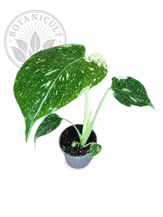 Monstera Thai Constellation Small