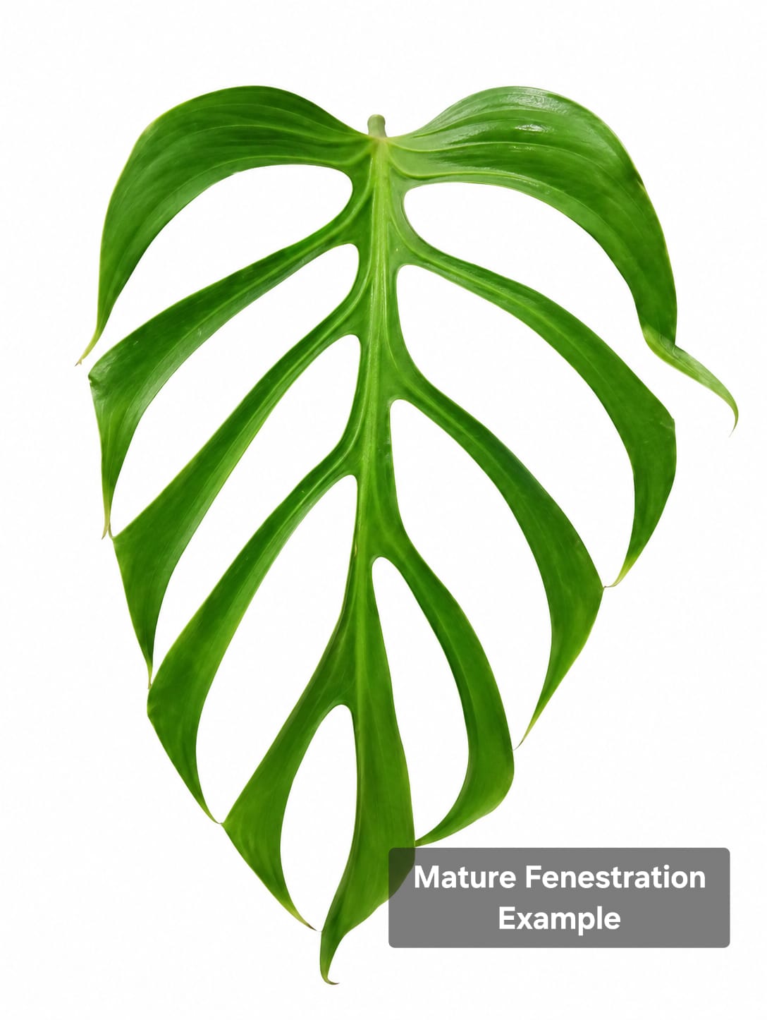 Monstera Burle Marx Flame