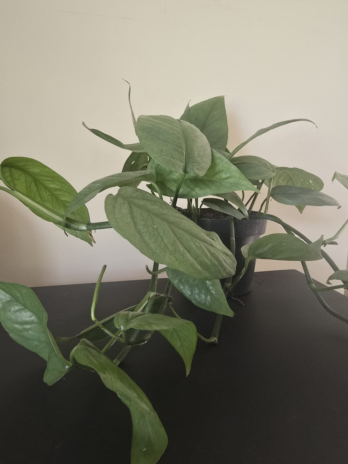 Epipremnum Cebu Blue
