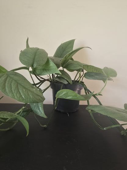 Epipremnum Cebu Blue