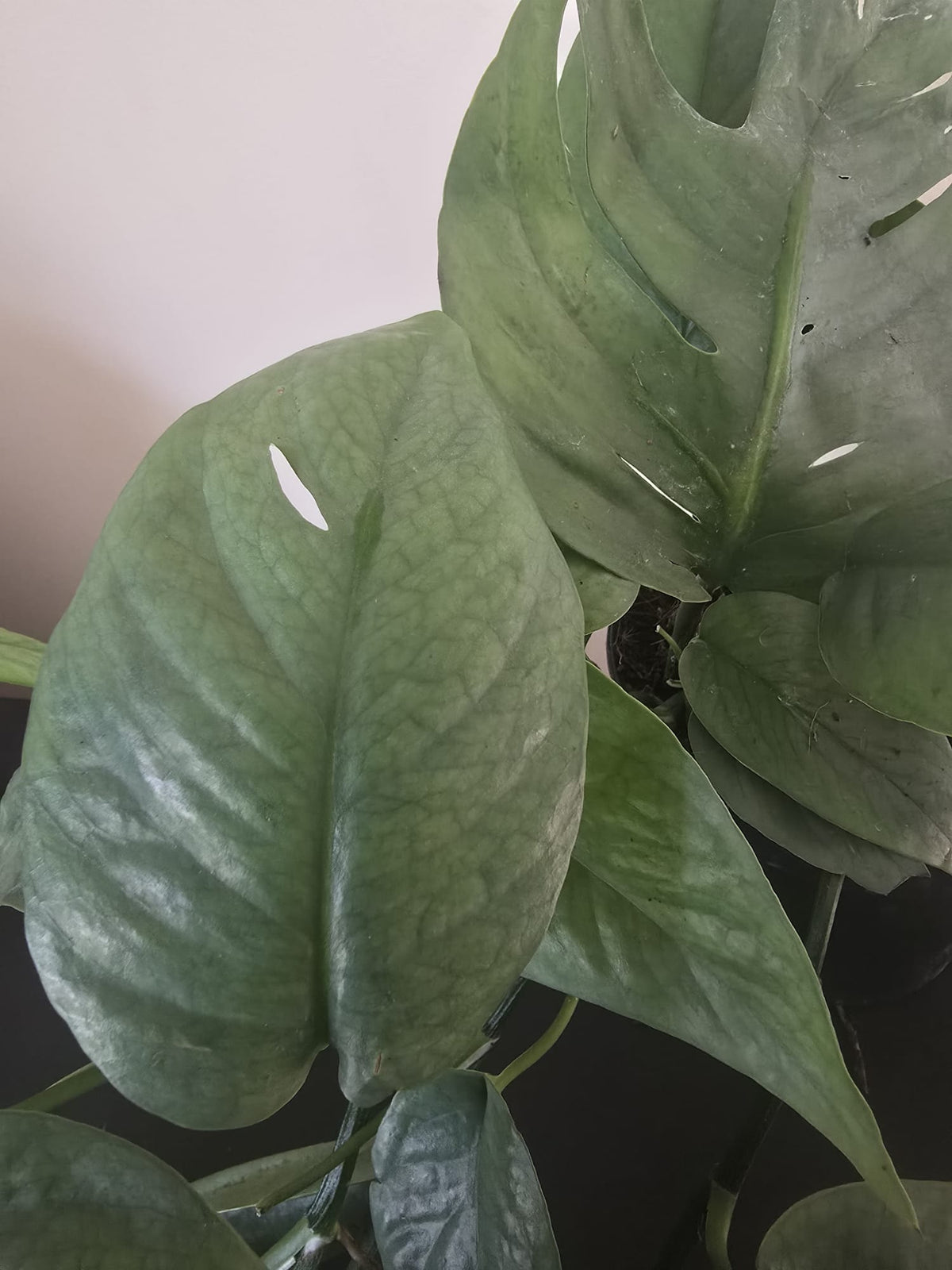 Epipremnum Cebu Blue