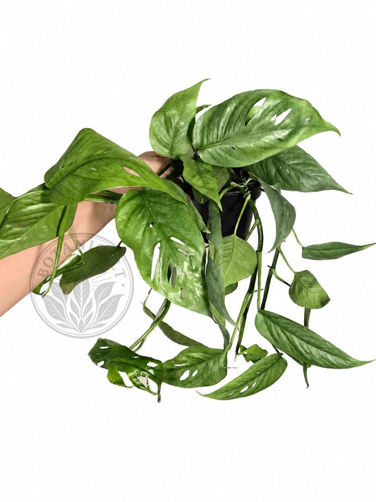 Epipremnum Cebu Blue