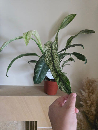 Rhaphidophora Puberula Variegata | 12cm Pot