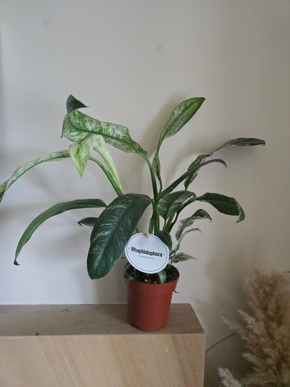 Rhaphidophora Puberula Variegata | 12cm Pot