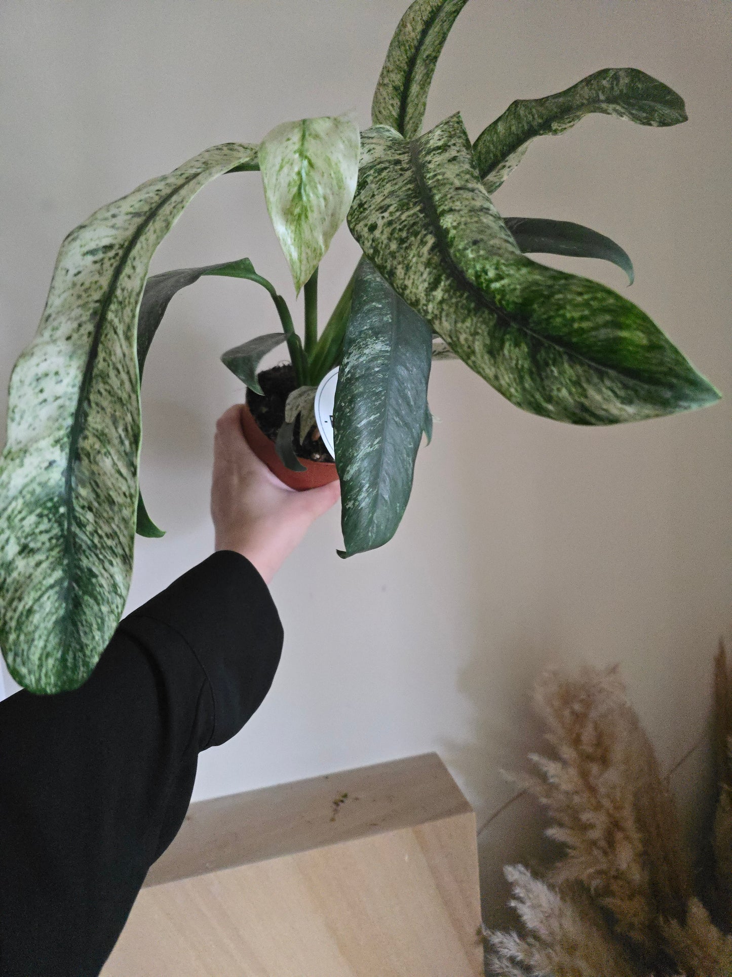 Rhaphidophora Puberula Variegata | 12cm Pot