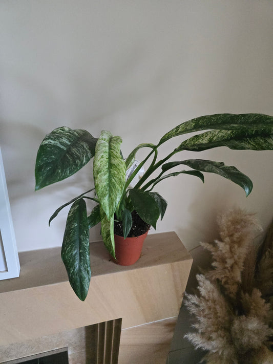 Rhaphidophora Puberula Variegata | 12cm Pot