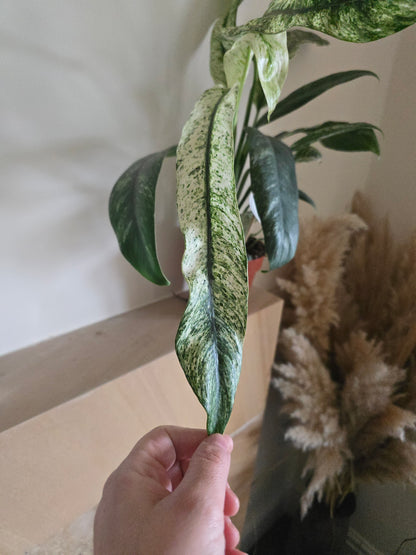 Rhaphidophora Puberula Variegata | 12cm Pot